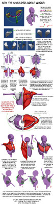 drawingden:  Shoulder Girdle Construction Notes by NemoNova 