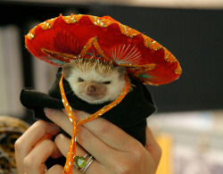livingwithlycanthropy:  An angry hedgehog dressed in a mini sombrero.