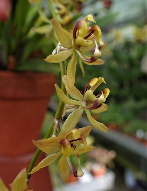 orchid-a-day:Oncidium wallisoidesSyn.: Sigmatostalix wallisiiNovember