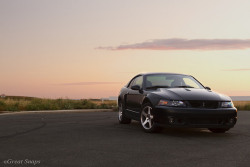 Ford Mustangs