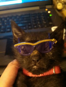 bartokthecat:  All the cool cats wear glasses 