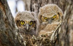funnywildlife:  A pair of great horned owl chicks stare into