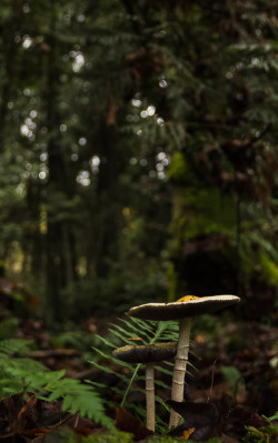 natural-magics:  by Tyler Stephens 