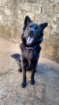 handsomedogs:  Dunk, my labrachow (labrabor + chow chow). Look