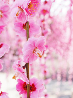 ileftmyheartintokyo:  Weeping Ume blossoms. 枝垂れ梅 by T.Kiya