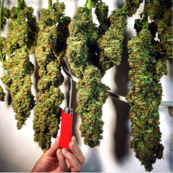 massrootsapp:  FoolBloom420 showin off their big nugs :)