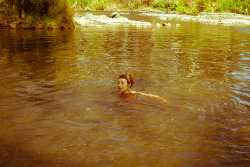 philipwernerfoto:  Pixie in the Yarra Warrandyte. February 2013