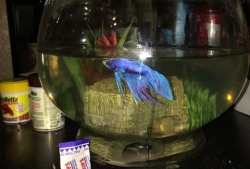 kinnetik-tomlinson:  Guys meet Jack HarkFish. 🐟  Soon he’ll