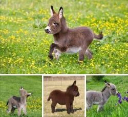 spdy4: cutepetsuwu:  Majestic smol donkeys  We all enjoy a bunch