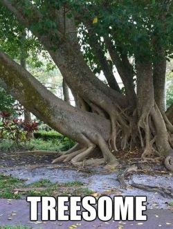giantgag-official:   Funny pictures of the day (52 pics)  Treesome
