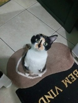 catsbeaversandducks:  Esperança She was born without front paws