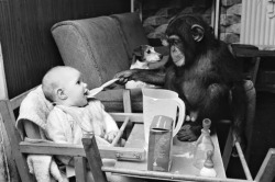 Judy, a two year old chimpanzee, feeding Tracey-Jane Clews in