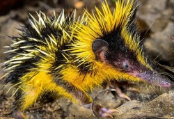 krisispiss: scotchtapeofficial:  end0skeletal: There are 34 species of tenrec, a small omnivorous animal endemic to Madagascar and parts of mainland Africa. The tenrec female has 29 teats and can give birth to up to 32 young per litter, more than any