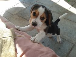 awwww-cute:  My 2 months old beagle puppy 