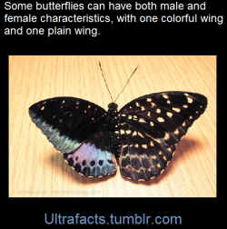 ultrafacts:    It’s called Gynandromorphism and it is very