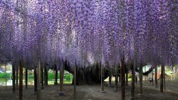 todayintokyo:  The wisteria trees at Ashikaga Flower Park in