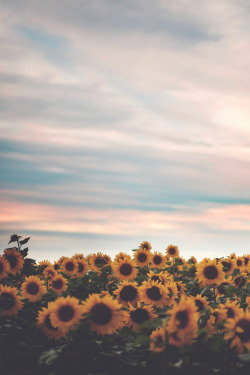 earth-dream:  Sunflower Field | DN