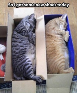And they fit purrfecty