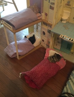 neverlandlester:  so my little cousin decided to put our cats