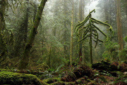 travelbinge:  90377:Rainy forest by Queenie-v on Flickr.  British