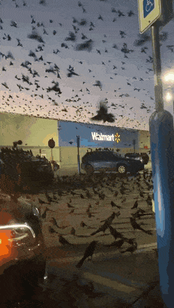 evilbuildingsblog:Birds of Walmart