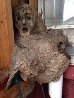 sixpenceee:  A hornet nest forms around a mask in a shed and