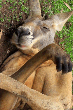 biomorphosis:  Sleep eating Kangaroo. 