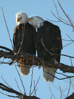 sadika-darling:  the-eagles-perch:  The bald eagle mates for