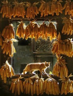 marxferatu: corn cat…reblog for a plentiful harvest