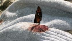 funeralfaerie:  The Madrilenial Butterfly is a blood-sucking
