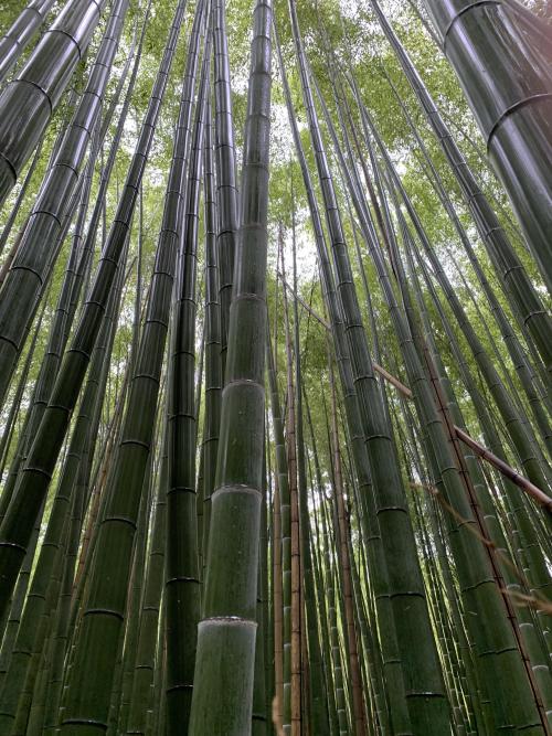 oneshotolive:  Arashiyama, Japan [OC] 3024x4032 📷: lostinthemiddle444