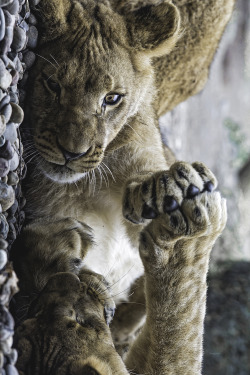 motivationsforlife:  Paw against paw by Tambako The Jaguar //