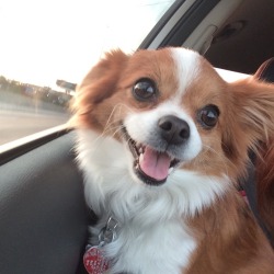 awwww-cute:  She always gets excited when I take her on car rides