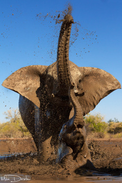 llbwwb:   (via 500px / Elephant mother and calf by Mike Dexter)