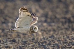 arieszen:  Short-eared Owl  (Asio flammeus) 