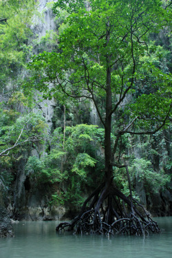 bluepueblo:  Mangrove Tree, Phuket, Thailand photo via byov 