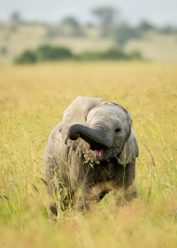 10bullets:  Baby elephant by Greg McMullin on Flickr. 