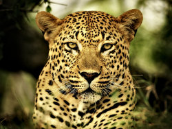 panthera-predator04:  the beautiful majestic leopard