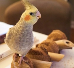 a-tiel-named-mallow: Psst- Mallow is a pretty boy. reblog to