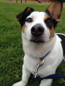 handsomedogs:  Archie being handsome as always! 