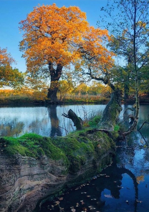 legendary-scholar:  Dalkeith Country Park, Scotland - by Waldemar