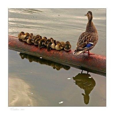 Got all my ducks in a row  :)  (Mallard mama with her ducklings)