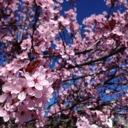 Such a beautiful day 💕🌳🌿🍃🌸🌷🍁 #springiscoming