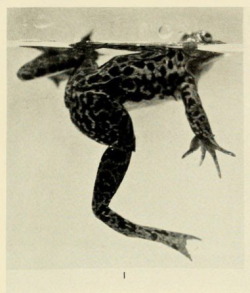 nemfrog:  Male Mink frog, collected at Hart Lake, Adirondack