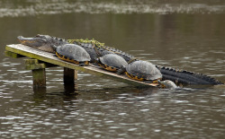 thepredatorblog:  Look at them all just sunbathing together (by