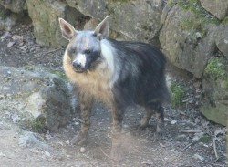 gnoll-train:  Brown Hyenas - Opel Zoo 