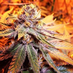 supahighposts:  Grape Ape
