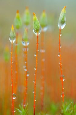dranilj1:  Water Dotted Weeds