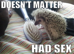 Random cute hedgehog #3.