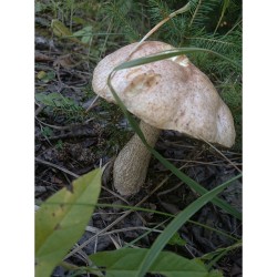 Yesterday’s #mushrooms & #forest #trip   #лес #грибы